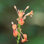 Pseuderanthemum hildebrandtii