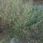 Artemisia campestris Natur