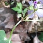 Oxalis violacea പുറംതൊലി