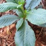 Elephantopus mollis Leaf