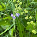 Priva lappulacea Blomma