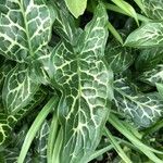Arum italicum পাতা