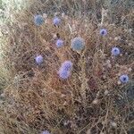 Jasione montana Λουλούδι