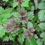 Astilbe rubra পাতা