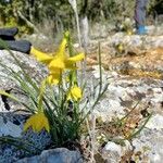 Narcissus assoanus Квітка