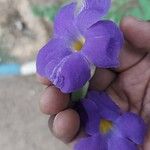 Thunbergia erectaBlomst