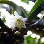Angraecum striatum Λουλούδι