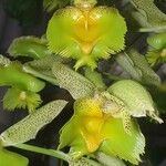 Catasetum fimbriatum Λουλούδι