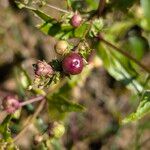 Veronica catenata Fruto