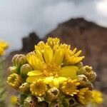 Hubertia tomentosa Floare