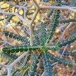 Sarcopoterium spinosum Likasa