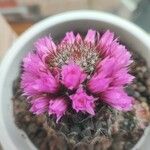 Mammillaria zeilmanniana موطن