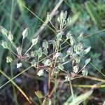 Arnoglossum plantagineumHedelmä