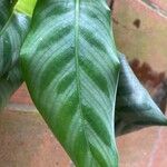 Calathea concinna Leaf