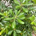 Pittosporum tobira Leaf