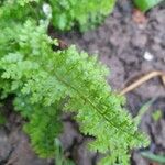 Polystichum setiferum Blad