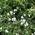 Achillea nobilisപുഷ്പം