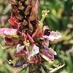 Indigofera schimperi 花