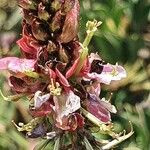 Indigofera schimperi Flower