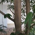 Ficus maclellandii Escorça
