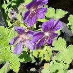 Geranium ibericum Çiçek