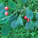 Cotoneaster multiflorus Frugt