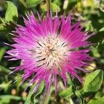 Centaurea pullata Blomst