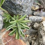 Potentilla nivalis Levél