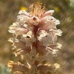 Orobanche amethystea Cvet