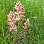 Orobanche caryophyllacea Habit