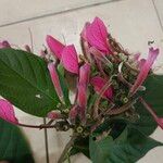 Pogonopus exsertus Flor