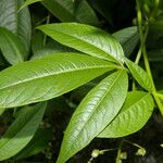 Tovaria pendula Hoja