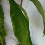Catasetum denticulatum Leaf