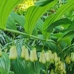 Polygonatum × hybridum Fuelha