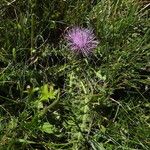 Cirsium acaulon अन्य