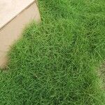 Zoysia matrella 葉