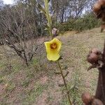 Verbascum virgatumŽiedas