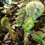 Polystichum braunii Likasa