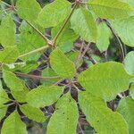Vitex madiensis Folha