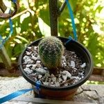 Echinocereus pectinatus Fuelha