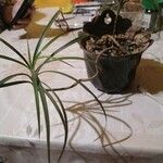 Smocze drzewo, dracena smoczaFolha