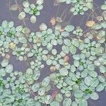 Ludwigia peploides Likasa