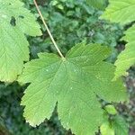Acer pseudoplatanus Likasa