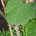Jatropha curcas Blatt