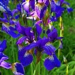 Iris sibirica花