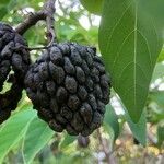 Annona squamosa Gyümölcs