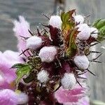 Phlomoides tuberosa 花