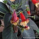 Kohleria amabilis Цветок