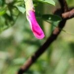 Vicia monantha Blüte