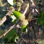 Quercus pubescens 果實